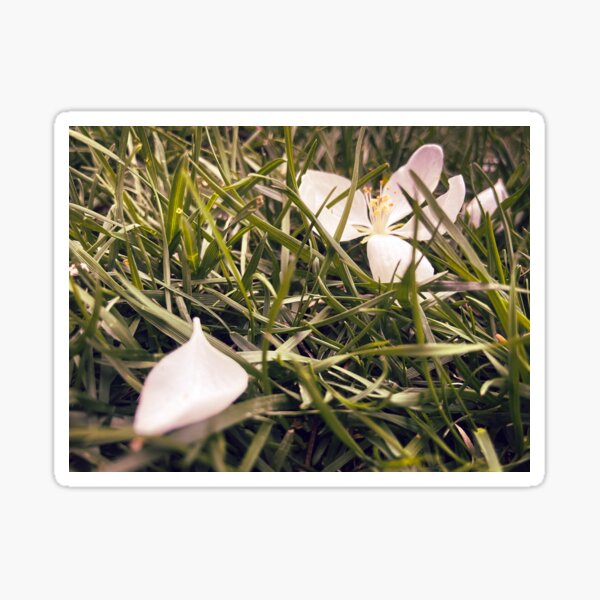 Item preview, Fallen flowers designed and sold by Dannika Graef.