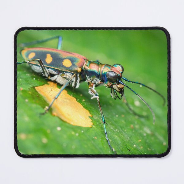 Item preview, A gorgeous golden-spotted tiger beetle (Cicindela aurulenta)! designed and sold by AvonPerception.