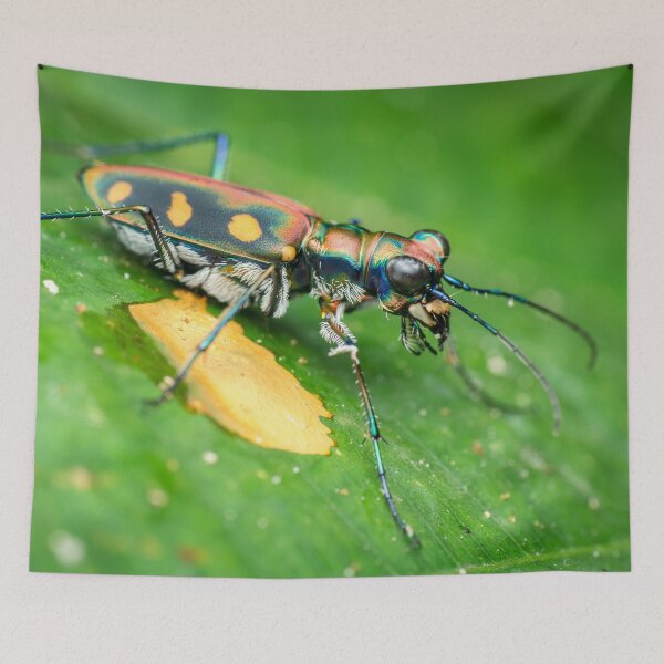 Item preview, A gorgeous golden-spotted tiger beetle (Cicindela aurulenta)! designed and sold by AvonPerception.
