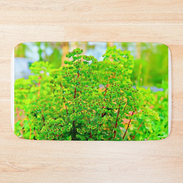 Item preview, Euphorbia Ascot Rainbow designed and sold by santoshputhran.