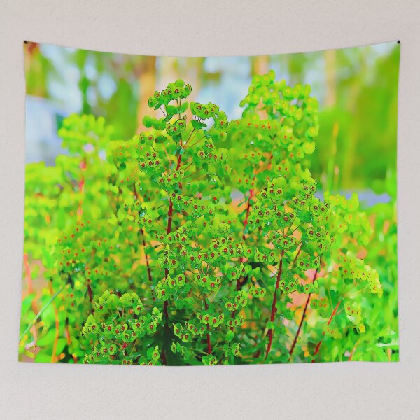 Item preview, Euphorbia Ascot Rainbow designed and sold by santoshputhran.