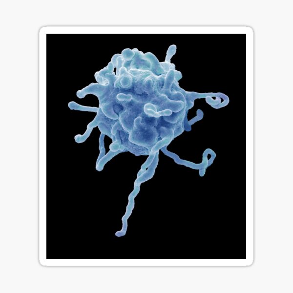 Item preview, Activated platelet, SEM (C023/0879) designed and sold by SciencePhoto.