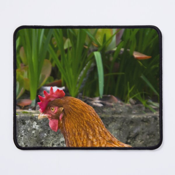 Item preview, Feather Friends Collection - Chicken Stare designed and sold by Coastal West Creative.
