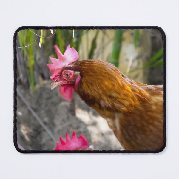 Item preview, Feather Friends Collection - Chickens designed and sold by Coastal West Creative.