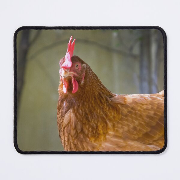Item preview, Feather Friends Collection - Chicken designed and sold by Coastal West Creative.
