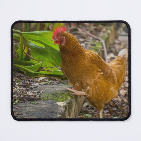Item preview, Feather Friends Collection - Chicken Step designed and sold by Coastal West Creative.