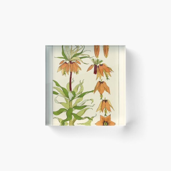 Item preview, French botanical flower plate - Maurice Verneuil - Couronne Imperiale designed and sold by Gardenlibrary.