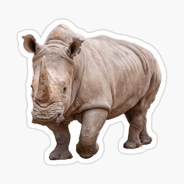 Item preview, African White Rhino Coming at ya without background  designed and sold by JulieAnnPix.