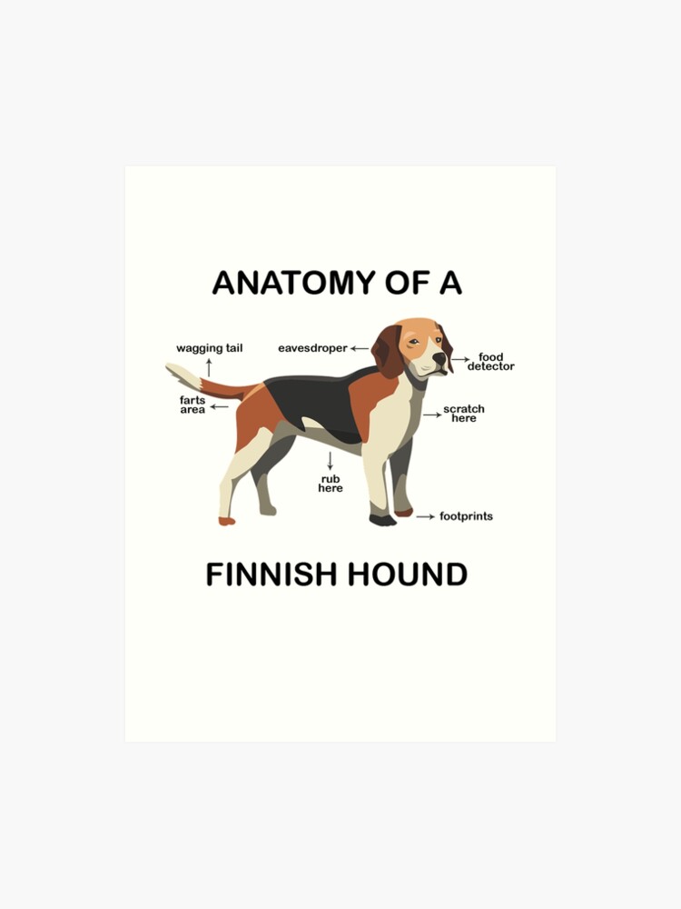Beagle Anatomy Chart