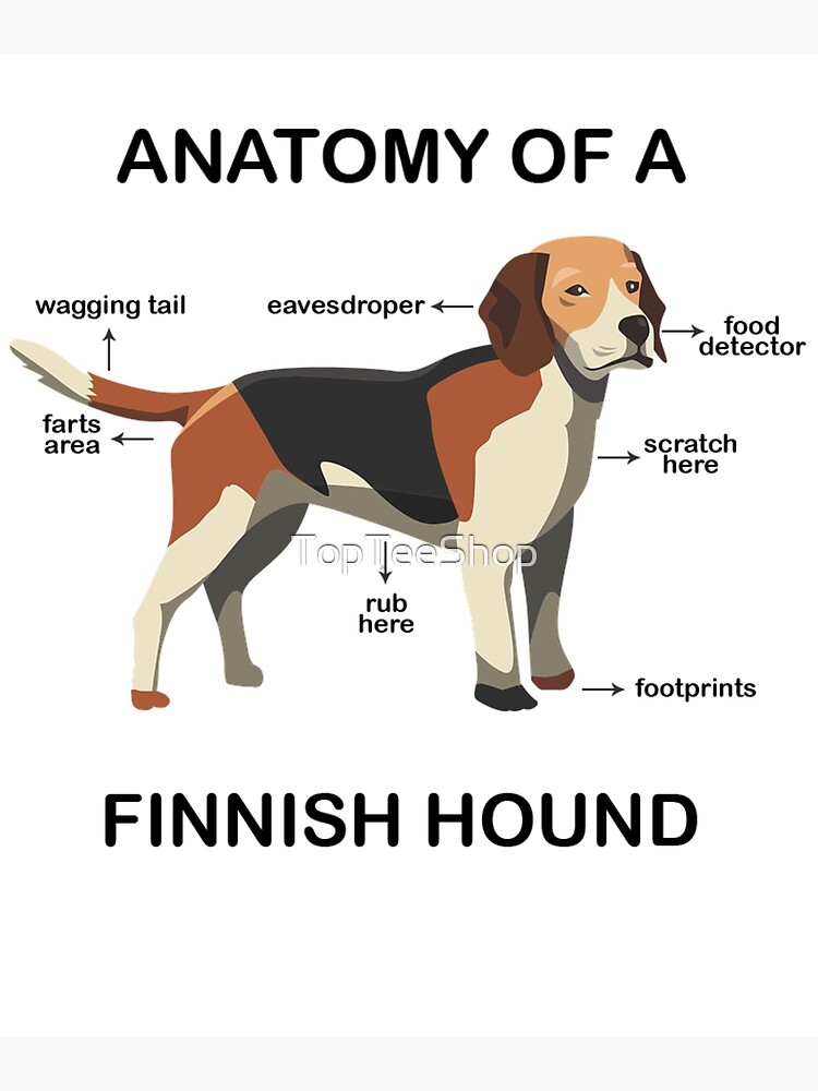 Finnish hounds best sale