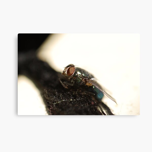 Eye see Metal Print