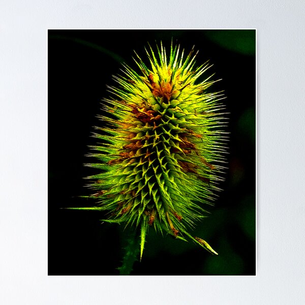 Artikelvorschau, Fractalius Teasle entworfen und verkauft von Trevor Kersley.