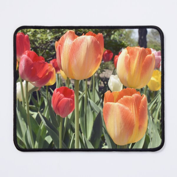 Item preview, Spring Tulips designed and sold by Kathleen Brant.