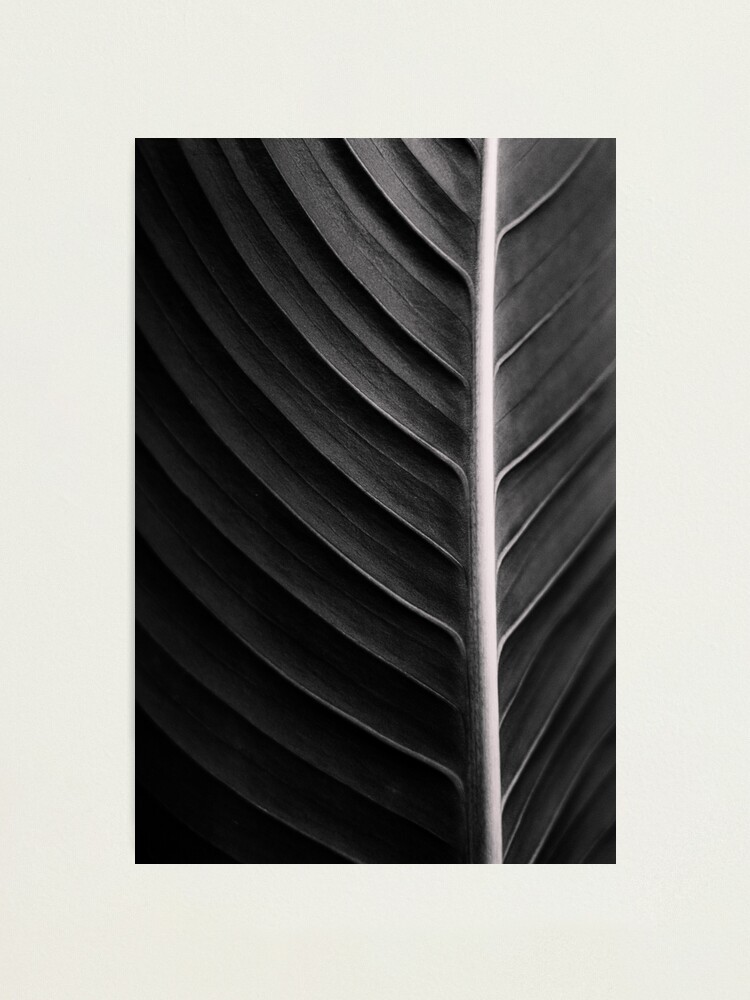 Black and white high contrast fine art photography of a leaf Photographic  Print for Sale by nachodramis