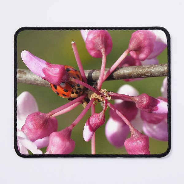 Item preview, Flowering Redbud with Ladybug designed and sold by Frankie Cat Photography.