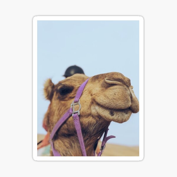 Item preview, Camel Face Israel designed and sold by samyers1.