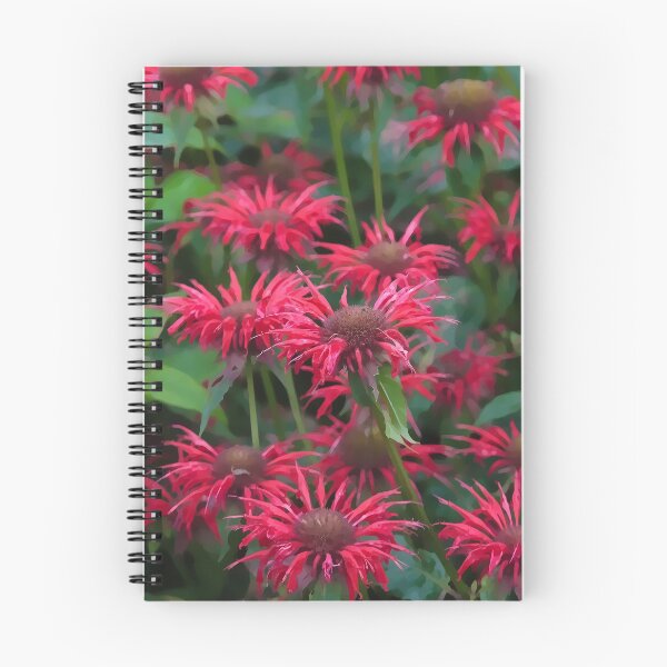 Item preview, Red monarda flowers designed and sold by David Milnes.