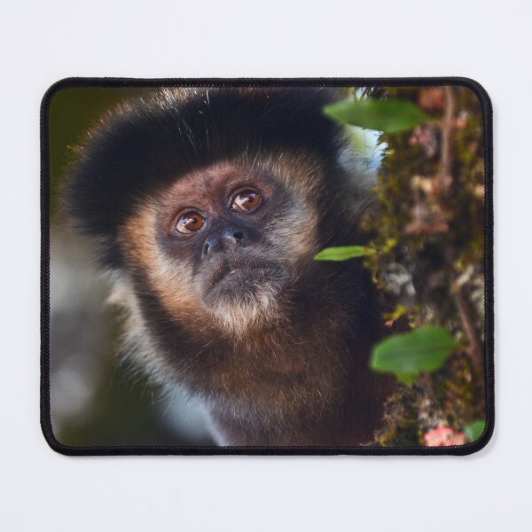 Item preview, A Black Capuchin in Itatiaia designed and sold by Pedro-Carrilho.
