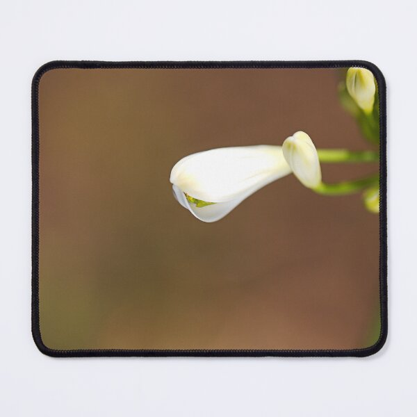Item preview, White Bud Lily Of The Nile designed and sold by Joy Watson - Natural Light Photography .