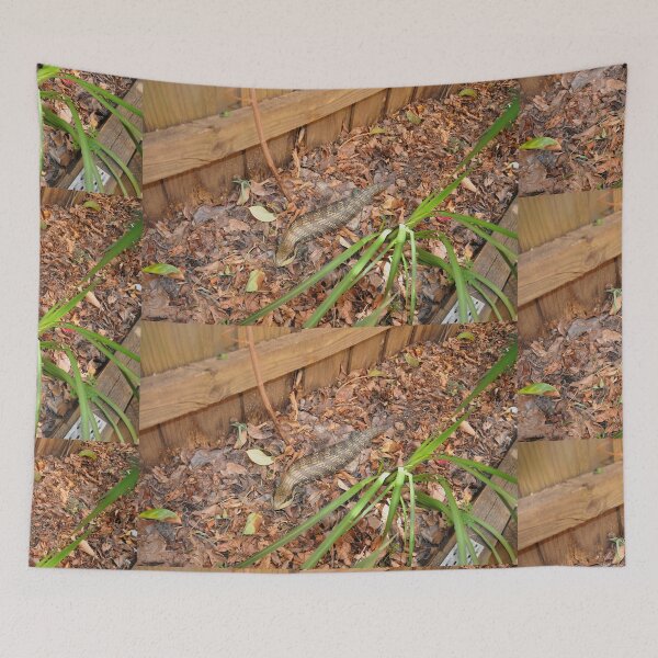 Item preview, Blue-Tongued Lizard, Ermington, Australia 20221227 designed and sold by muz2142.