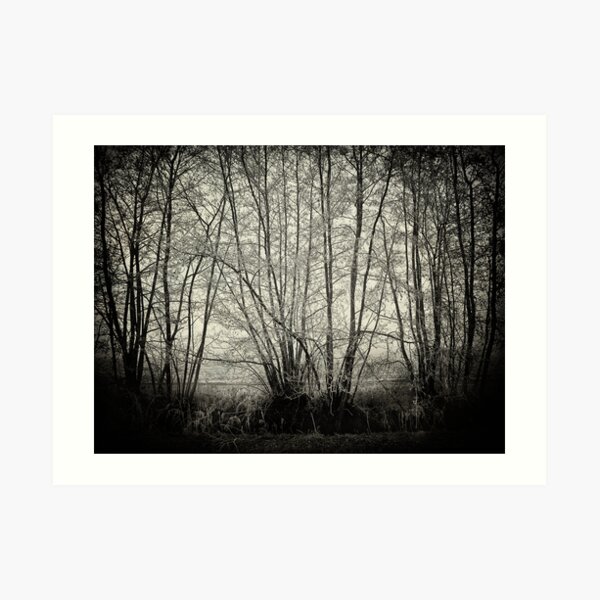 branches in the mist Art Print