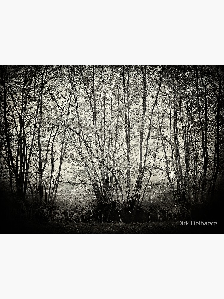 branches in the mist by Delbaere