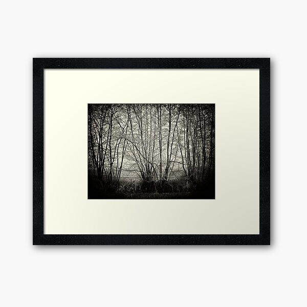 branches in the mist Framed Art Print