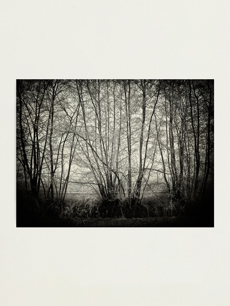 Alternate view of branches in the mist Photographic Print
