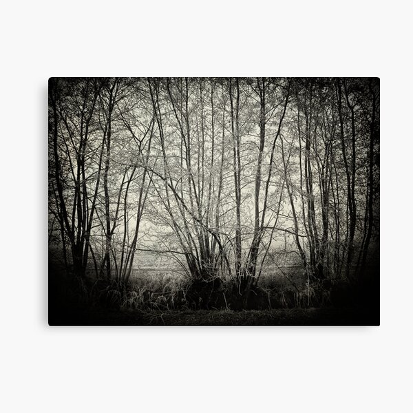 branches in the mist Canvas Print