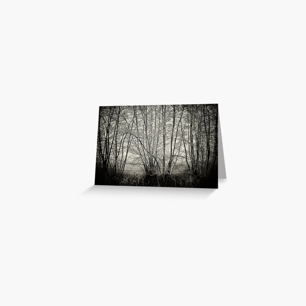 branches in the mist Greeting Card