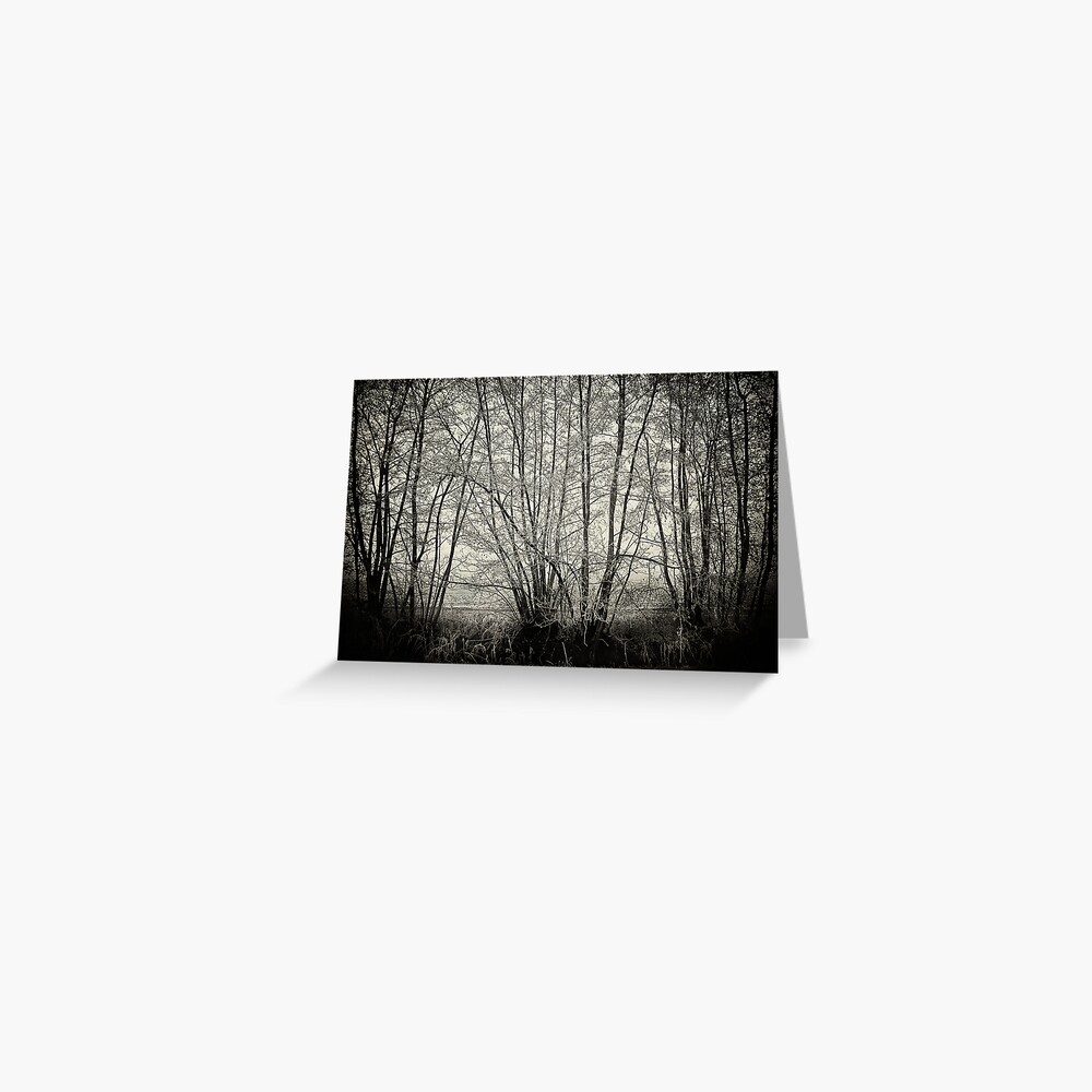 branches in the mist Greeting Card