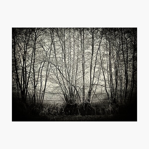 branches in the mist Photographic Print