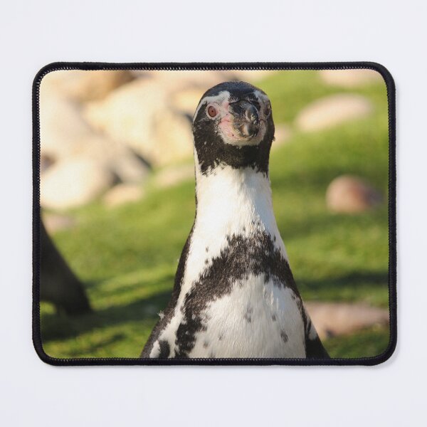 Item preview, Humboldt penguin up close nature beauty designed and sold by eddiebarronshop.