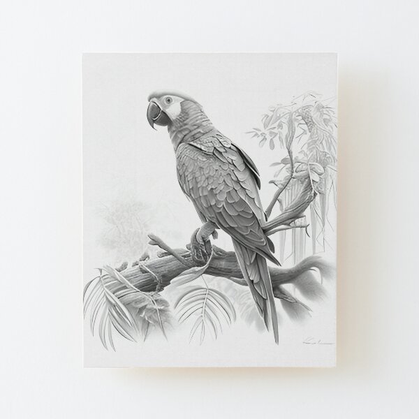 Parrot Drawing by Tijana Markocevic | Saatchi Art