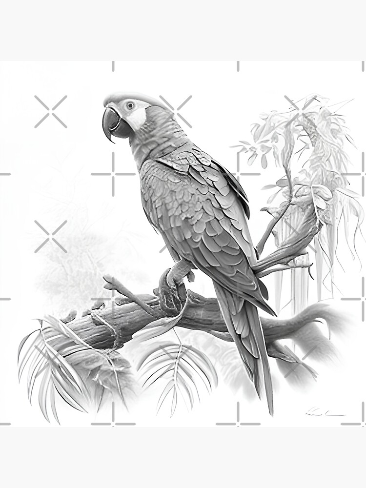 Parrot Pencil Drawing Art Print by Claudiu Radulescu - Fine Art America