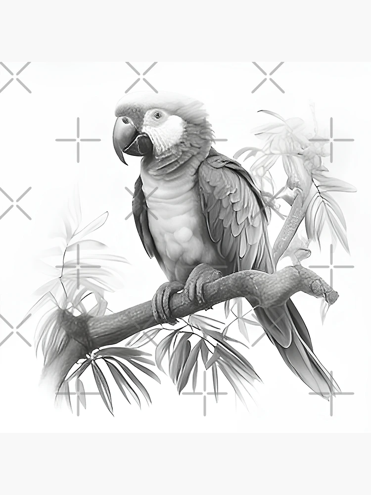 Gray parrot illustration, Parrot Bird Drawing Pencil Sketch, Parrot Head  transparent background PNG clipart | HiClipart