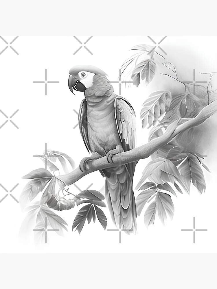 PARROT Bird Art Pencil Drawing Print Artwork Signed By Artist Gary Tymon  Sizes Ltd Ed 50 Prints Only Pencil Portrait | Bird Pencil Sketch |  suturasonline.com.br