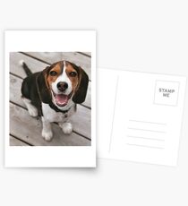 beagle puppy sitting Postcards