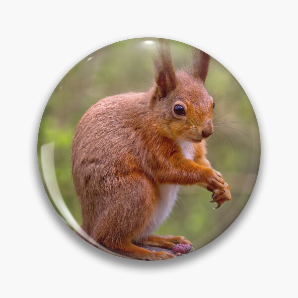 Item preview, Red Sqirrel 1 designed and sold by Geoff Carpenter.