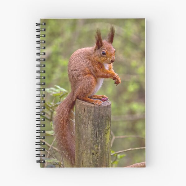 Item preview, Red Sqirrel 1 designed and sold by Geoff Carpenter.