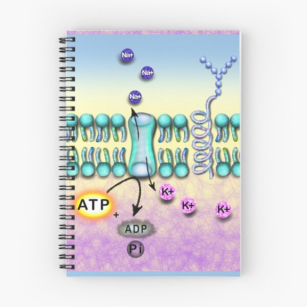 Item preview, Na K channel designed and sold by Osher-BioArt.