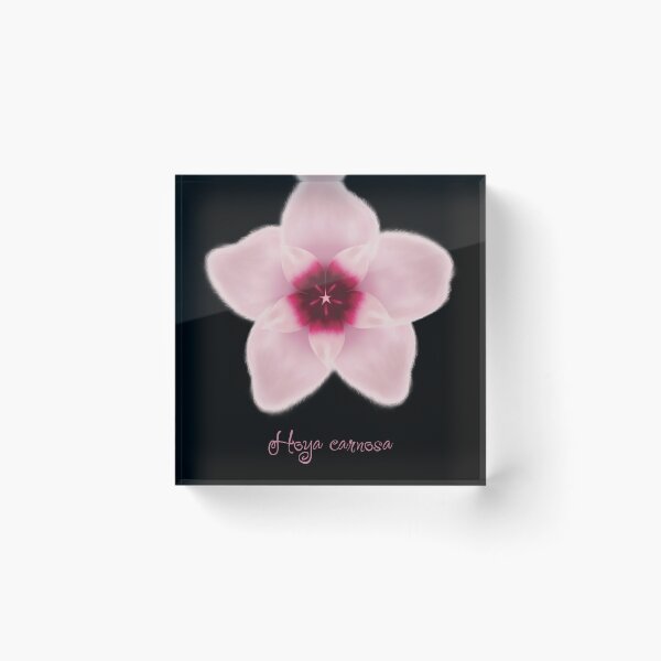 Item preview, Hoya carnosa flower that brings good luck designed and sold by K-sugarstore.