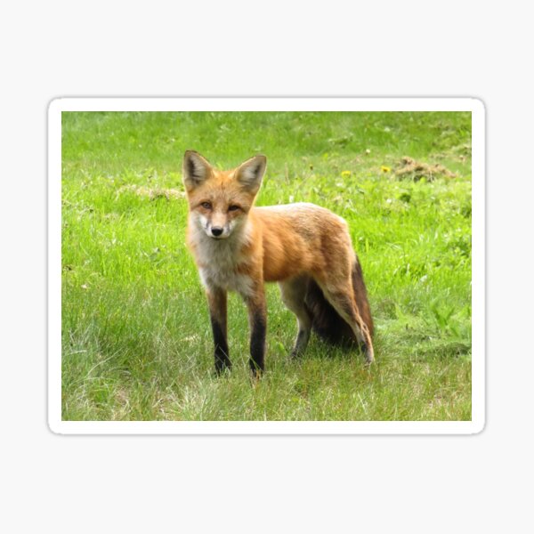 Item preview, Red Fox  designed and sold by Wendy Yutzy.