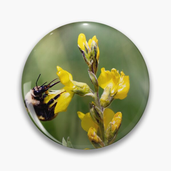 Artikelvorschau, Hummel bestäubt eine gelbe Blume entworfen und verkauft von Shizenkai.