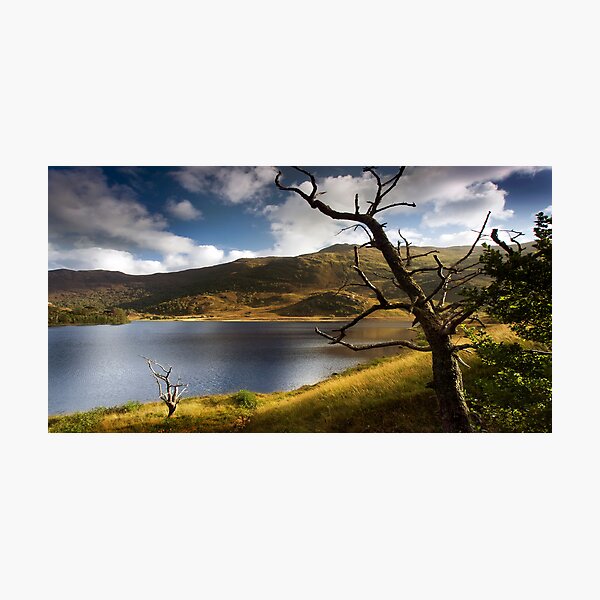 Dead trees Strathfarrar Photographic Print