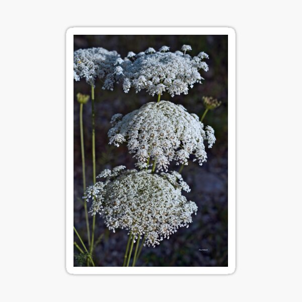 Natural Textures Sticker