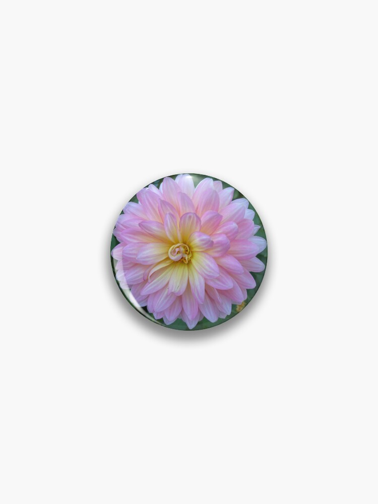 Pin on Dahlia