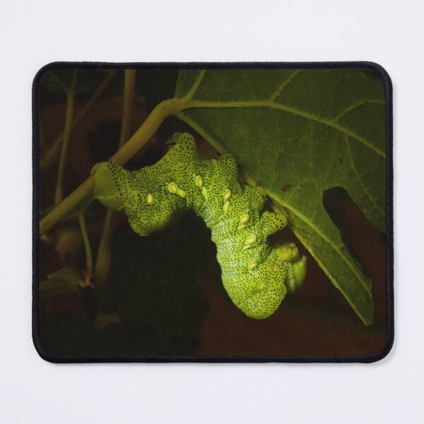 Item preview, Typhon Sphinx Caterpillar designed and sold by ptosis.