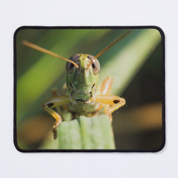 Item preview, Spur-throated Grasshopper designed and sold by ptosis.