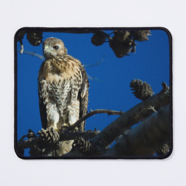 Item preview, Red Tail Hawk Adolescent designed and sold by ptosis.
